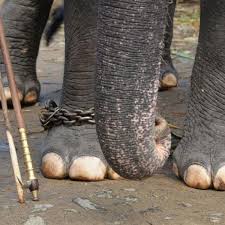 யானையின் எந்தக் குணம், அதனை பாகன்களிடம் அடிமையாக்குகிறது தெரியுமா? | Why  Elephants are feared for their mahouts - Vikatan