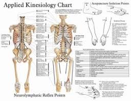 Network Observation 5 Applied Kinesiology Better Living