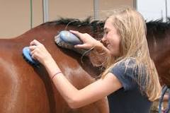 can-lyme-disease-be-cured-in-horses