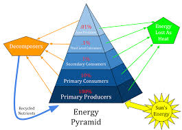 Ecosystem Pyramid Chart Www Bedowntowndaytona Com