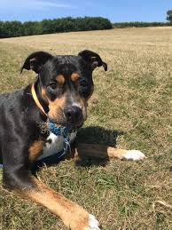 Staffordshire bull terrier dog breed takes its origin in the uk. Cindy 7 Year Old Female Staffordshire Bull Terrier Cross Rottweiler