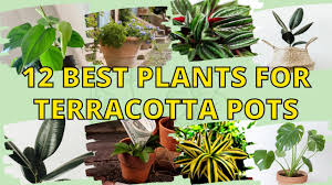 12 best plants for terracotta pots to
