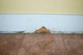 stop mold in carpet from water damage