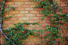 Old Red Brick Wall Texture And Green