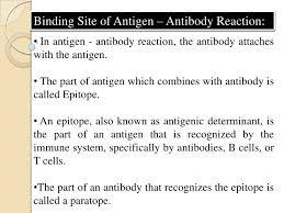 Antibody And Antigen Chart Google Search Teas Chart