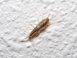 How To Get Rid Of Silverfish