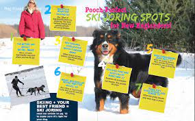 dog ski joring in new england