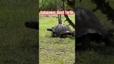 galapagos #giant #turtle #nature #galapagosisland #galápagos ...