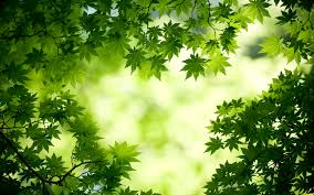 green maple leaves wallpapers