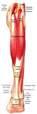 Name the organs and parts of the body localized in: Gastrocnemius Physiopedia