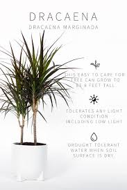 Master List Of Low Light Indoor Plants