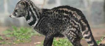 The banded palm civet is a rare, mainly carnivorous viverrid native to myanmar, peninsular malaysia, peninsular thailand, and the indonesian islands of sipura, sumatra and borneo. 18 Types Of Civet Outside Types Celebrating The Variety In Nature