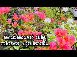 Bougainville Flowering Tips Malayalam