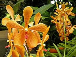 kuala lumpur orchid garden