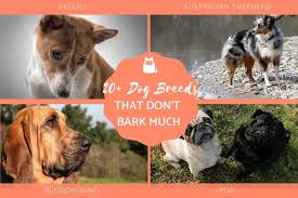 20 dog breeds that don t bark much