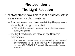 light reaction powerpoint presentation