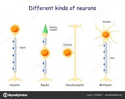 diffe kinds neurons neuron types