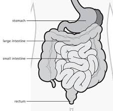 how our digestive system works and
