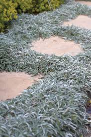 dymondia margaretae silver carpet