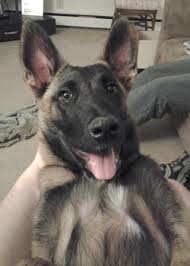 You will be able to perform many activities he is extremely friendly, but he is also still a puppy. German Shepherd Akita Mix Puppies For Sale Dogs Breeds And Everything About Our Best Friends