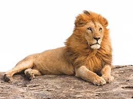 From middle english lyoun, lion, leon, borrowed from old french lion, from latin leō, (accusative: Why Do Lions Have Manes Bbc Science Focus Magazine