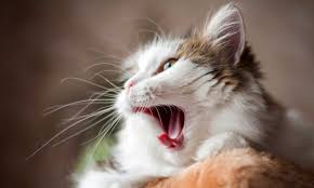 what do pale gums in cats mean should