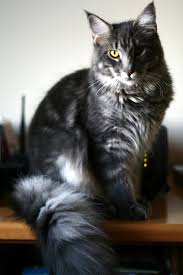 It covers subjects like grooming, diet, health care, kitten names, and much more. Maine State Cat Maine Coon Cat