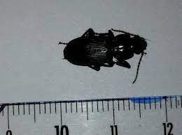 identification insecte rant noir