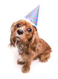 And you can use them for free too! Happy Birthday Puppy Photograph By Edward Fielding