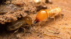how often should you treat for termites