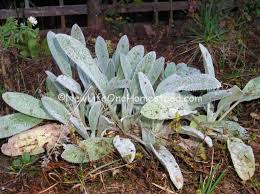 how to grow and use wooly lamb s ear