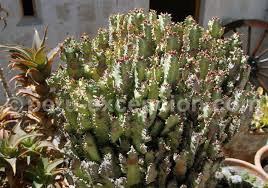Contrairement aux végétaux du jardin, ceux qui sont à parmi les autres maladies qui rendent les extrémités brunes, il y a l'œil de paon, qui se caractérise par des taches rondes. Les Cactus Du Perou