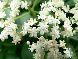 Maybe you would like to learn more about one of these? Elderflower From Nature