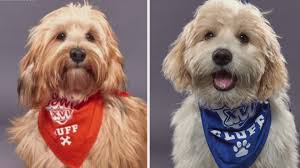 New litter of 7 puppies available for adoption in arlington, md!! Two Virginia Beach Spca Pups Get Their Moment In The Spotlight At The Puppy Bowl 13newsnow Com