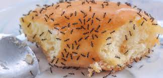 Berikut merupakan cara untuk menghalau jin keluar dari tubuh. 9 Petua Halau Semut Dengan Pantas Berkesan Tanpa Racun