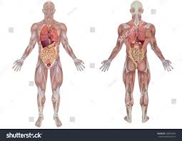 Five vital organs that are essential for survival are the brain, heart, kidneys, liver, and lungs. 3d Rendering Front And Back View Of An Royalty Free Stock Photo 498354262 Avopix Com
