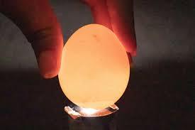 how to candle an egg