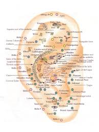 Prototypical Free Auriculotherapy Chart Download Ear