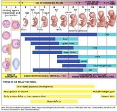 Correct Fetus Growing Chart New Height Weight Chart Fetal