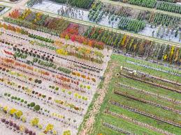 Aerial View Of A Tree Nursery