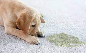 how to clean dog from carpet