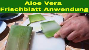 Die aloe vera pflanze gehört zur familie der liliengewächse. Aloe Vera Frischblatt Anwendung Zubereitung Aloe Vera Frischblatt Youtube