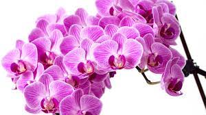 Purple Orchid Wallpapers - Top Free ...