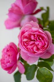 Medium Pink Roses Rose Story Farm