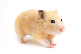 about hamsters hamsters guide