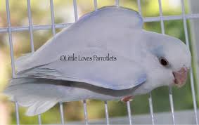 Pacific Parrotlet Mutations Little Loves Parrotlets