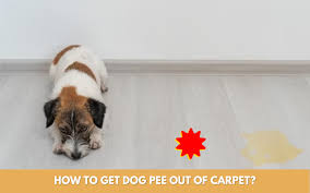 how to get dog out of carpet with