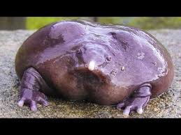 Image result for indian purple frog
