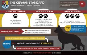 These german shepherd breeders located in virginia come from these cities: The German Shepherd Dog Sv Ratings Explained German Shepherd Breeder Puppies For Sale Haus Amberg Shepherds