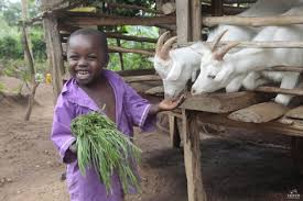 giving gifts from heifer international